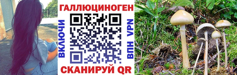 Псилоцибиновые грибы мицелий Болохово